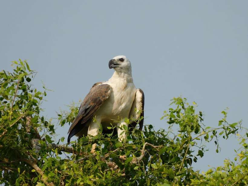 YALA SAFARI TOUR with Galle/Mirissa/Tangalle/Ella Transfers - Park entrance tickets: budget it early