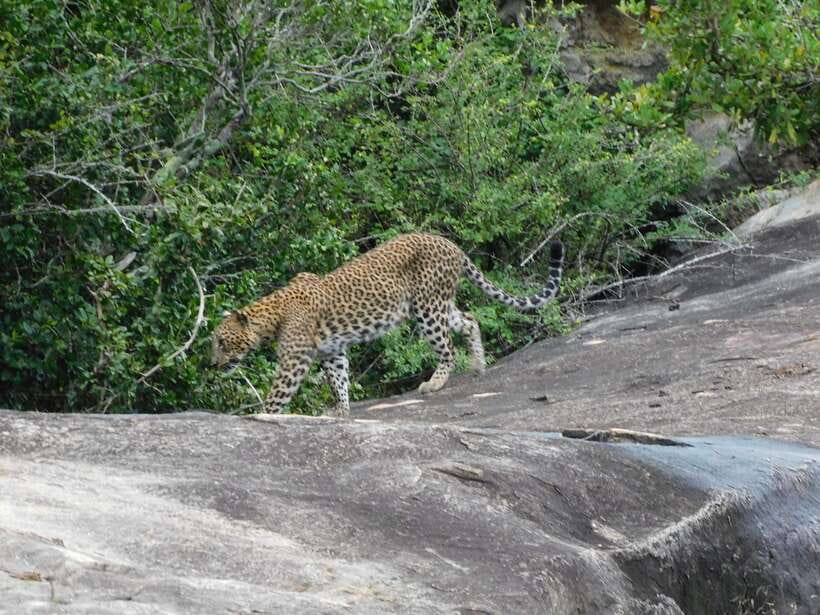 YALA SAFARI TOUR with Galle/Mirissa/Tangalle/Ella Transfers - What to pack for a comfortable Yala safari day