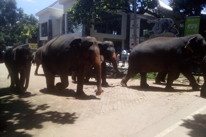 Your Private 06 nights and 07 Days tour - Day 7 Katunayake Drop-Off: Ending Clean Instead of Stressy
